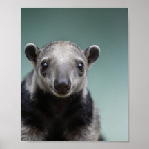 Retrato de Tamanduá Bebê – Parede de Animais de Be