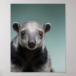 Poster Retrato de Tamanduá Bebê – Parede de Animais de Be