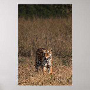 POSTER RETRATO DE TIGER