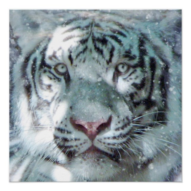 Pôster Retrato de Tigre Branco Maiestoso para Neve (Frente)