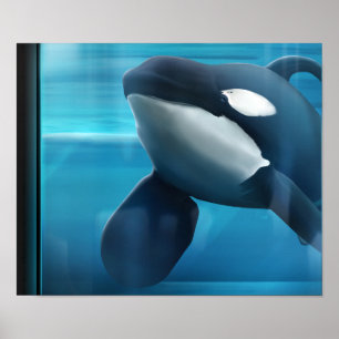 Poster Retrato de Tilikum