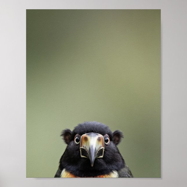 Poster Retrato de Tucano Bebê – Parede de Animal de Berçá (Frente)