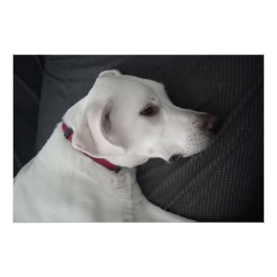 Pôster Retrato de um Cachorro Branco Tradicional e Clássi