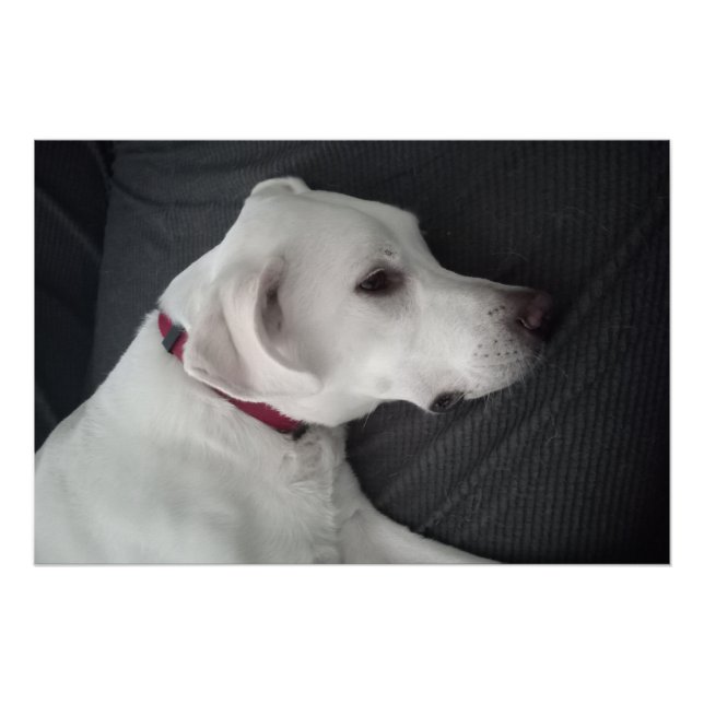 Pôster Retrato de um Cachorro Branco Tradicional e Clássi (Frente)