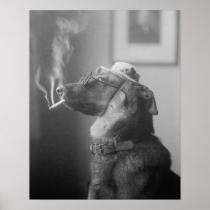 Pôster Retrato de um Cão, 1923. Foto Antiga