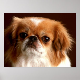 Poster Retrato de um cão espanhol