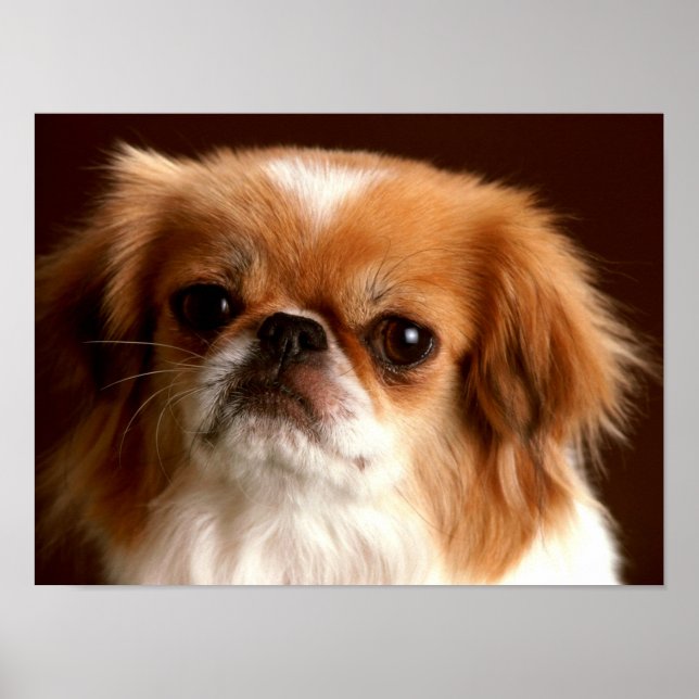 Poster Retrato de um cão espanhol (Frente)