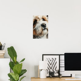 Poster Retrato de um cão shih-doodle