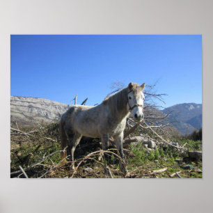 Poster Retrato de um Cavalo