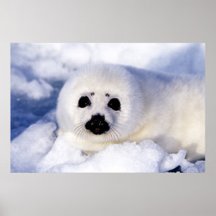 Poster Retrato de um Filhote de Foca-da-Groenlândia
