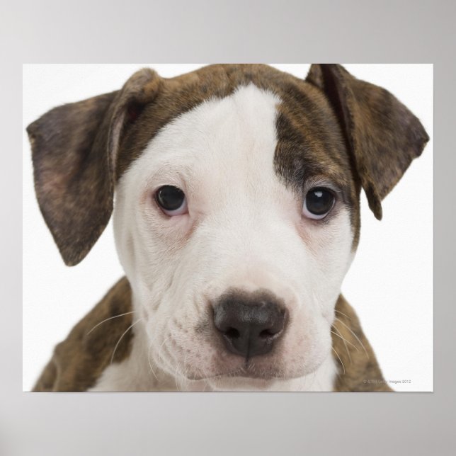 Poster Retrato de um filhote pitbull (Frente)
