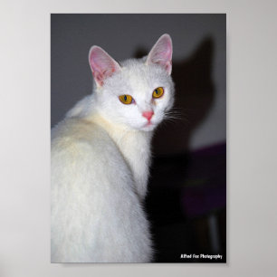 Poster Retrato de um Gato Branco