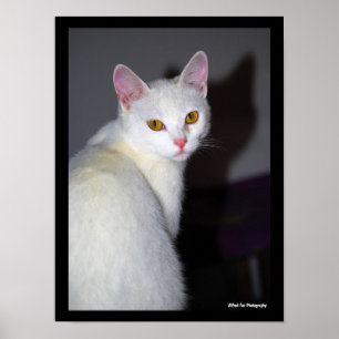 Poster Retrato de um Gato Branco
