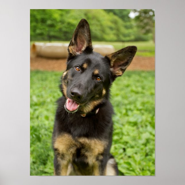 Poster Retrato de um German shepherd (Frente)
