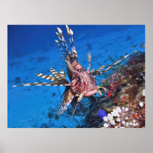 Poster Retrato de um Lionfish