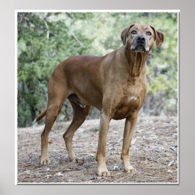 Poster Retrato de um Ridgeback Rhodesiano (Frente)