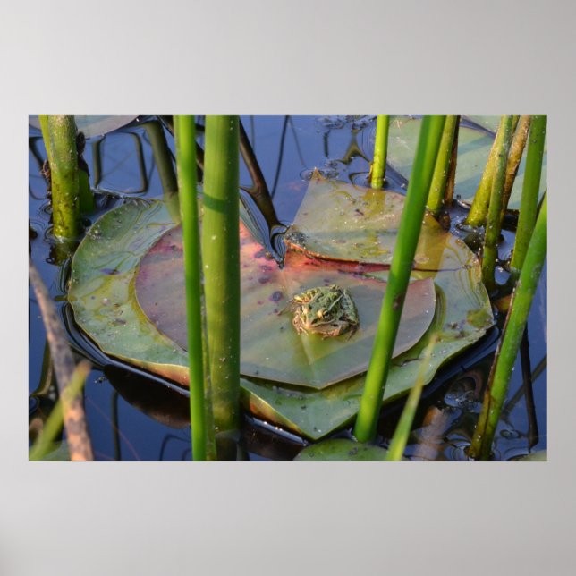 PÔSTER RETRATO DE UM SAPO (Frente)