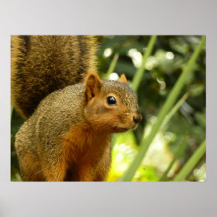 Poster Retrato de uma Fotografia de Animal da Natureza de