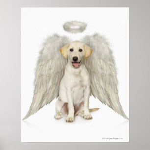 Poster Retrato de vestir-se branco de labrador retriever