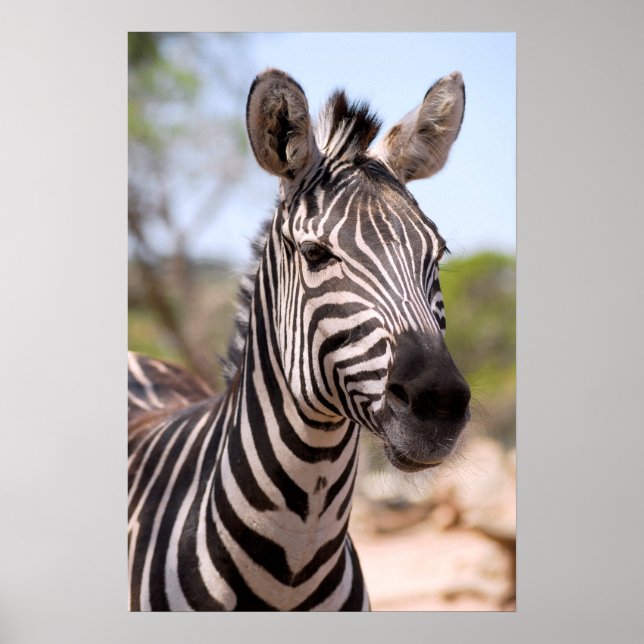 Poster Retrato de zebra (Frente)