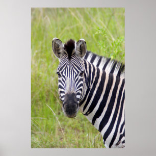 Pôster Retrato de Zebra-da-planície, Hluhluwe-Umfolozi Ga