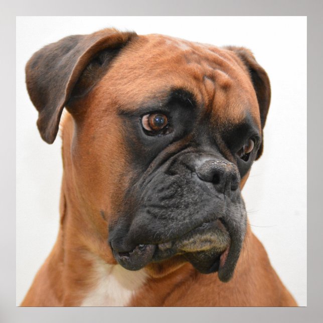 Pôster Retrato do Boxer (Frente)