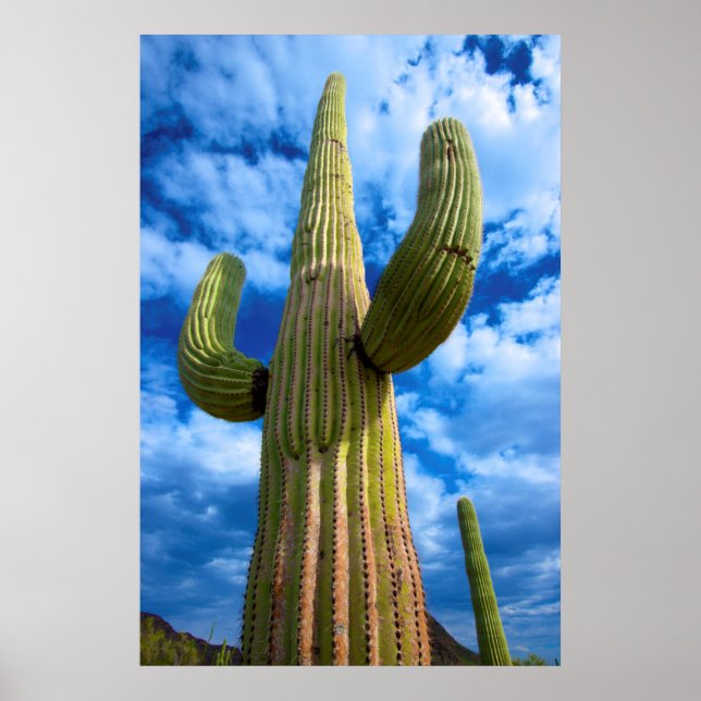 Poster Retrato do cacto Saguaro, Arizona (Frente)