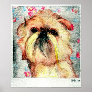 Pôster Retrato do cão de Bruxelas Griffon