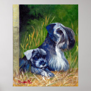 Pôster Retrato do cão de Cesky Terrier