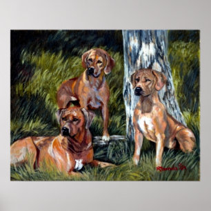 Pôster Retrato do cão de Rhodesian Ridgebacks