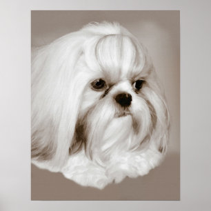 Poster Retrato do cão de Shih Tzu