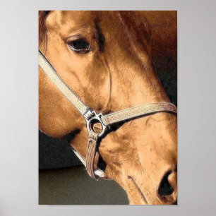 Poster Retrato do cavalo