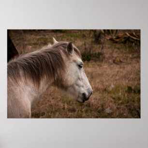 Poster Retrato do cavalo