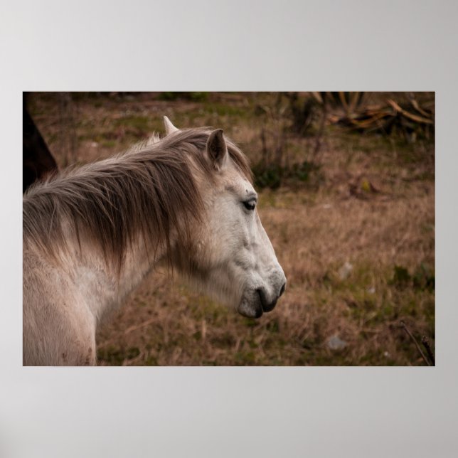 Poster Retrato do cavalo (Frente)