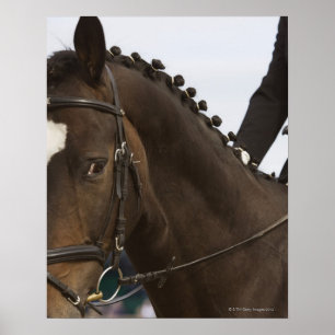 Poster retrato do cavalo do adestramento