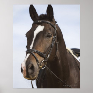 Poster retrato do cavalo marrom