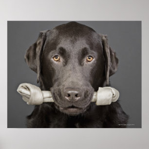 Poster Retrato do chocolate Labrador