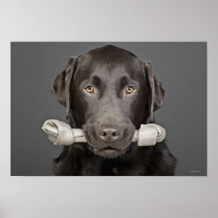 Poster Retrato do chocolate Labrador