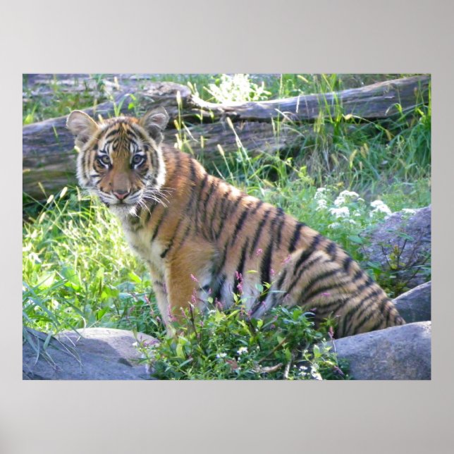 Pôster Retrato do Cub Tiger 2 (Frente)