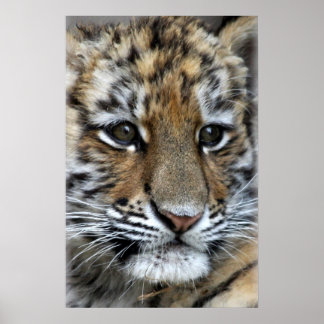 Pôster Retrato do Cubo do Bebê Amur Tiger