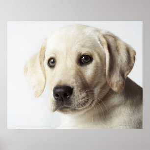 Pôster Retrato do filhote de cachorro louro de labrador