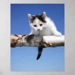 Poster Retrato do gatinho