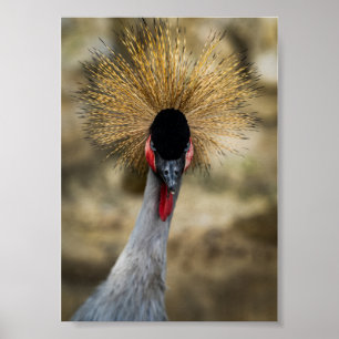 Poster Retrato do Grou-cinzento com Crista Dourada