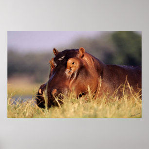 Poster Retrato do Hippopotamus da beleza