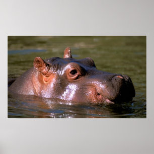 Pôster Retrato do Hippopotamus das lições da natação