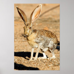 Poster Retrato do jackrabbit do antílope, arizona