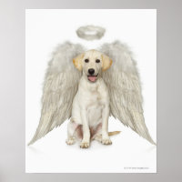 Retrato do labrador branco vestindo