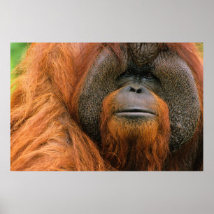 Poster Retrato do Orang-utango Macho, Geórgia, EUA