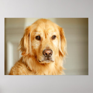 Poster Retrato do ouro Retriever