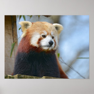 Poster Retrato do panda vermelho